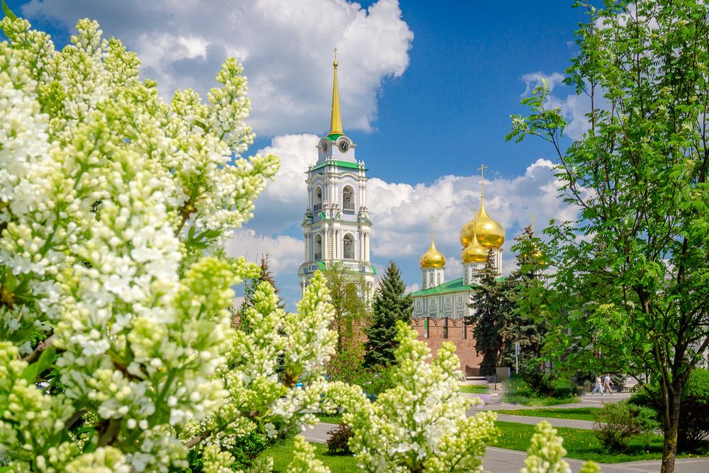 Тула цветущая.