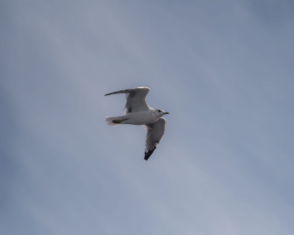 Photo 29947799