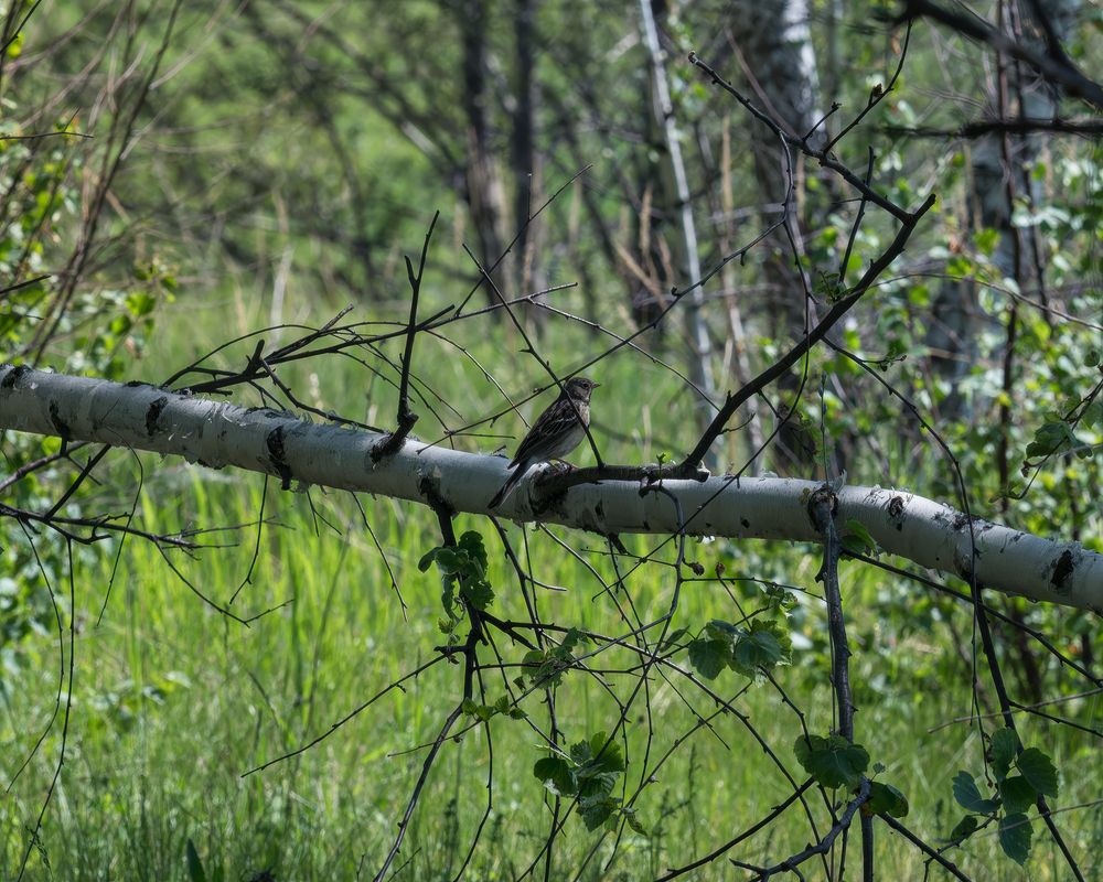 Photo 29947805