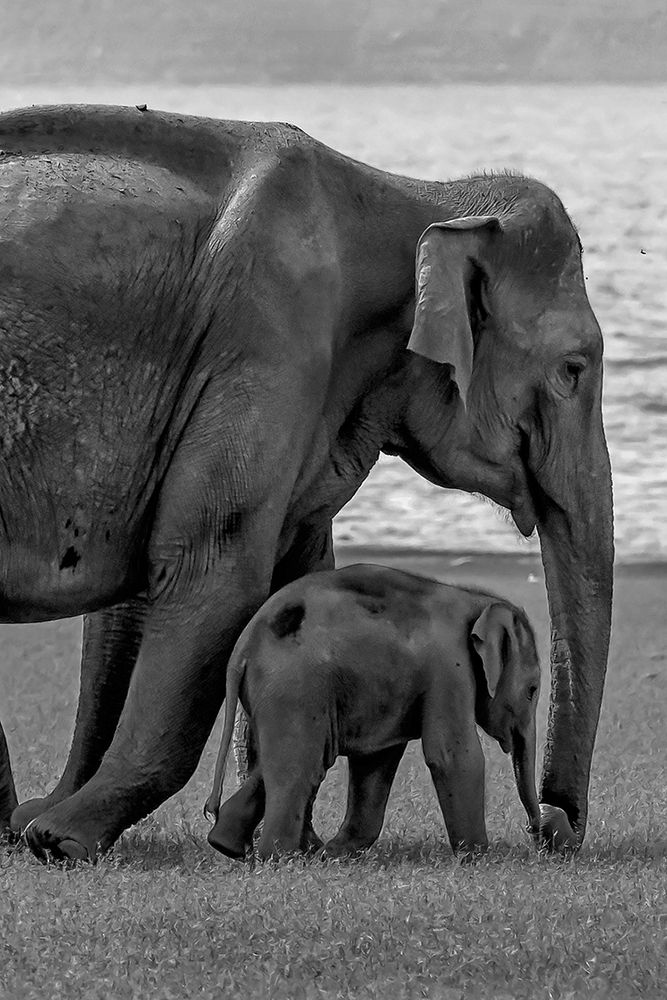 Parenthood