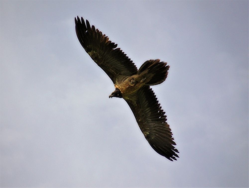 Photo 29947947