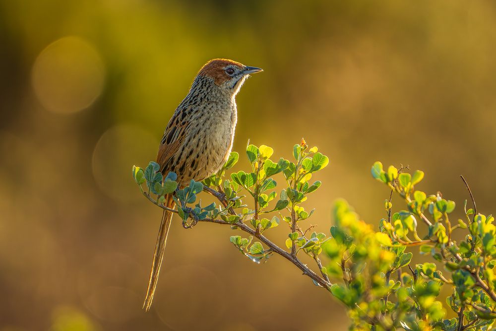 Birds
