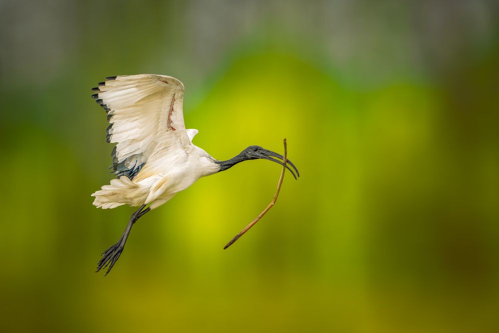 Birds
