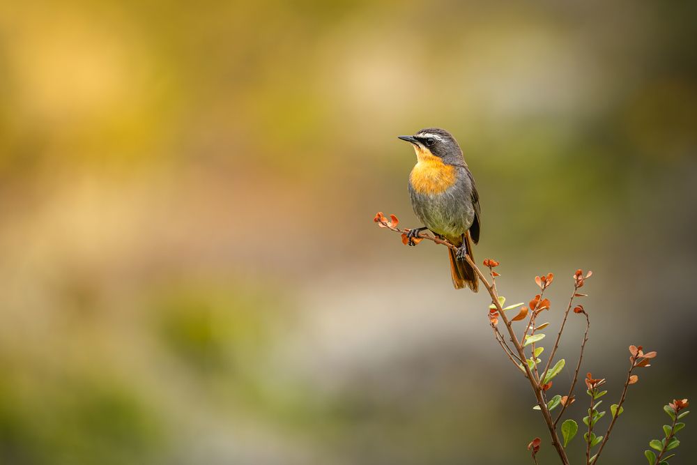 Birds