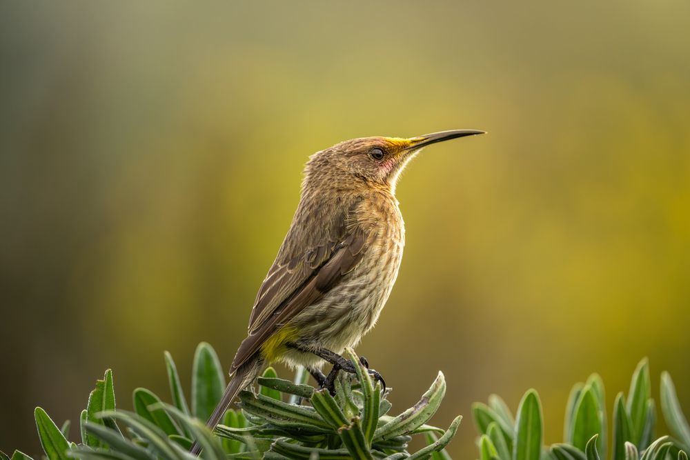 Birds