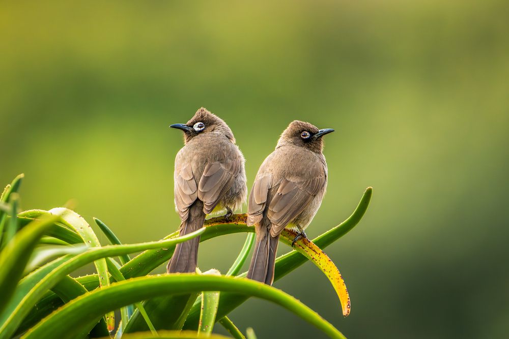 Birds