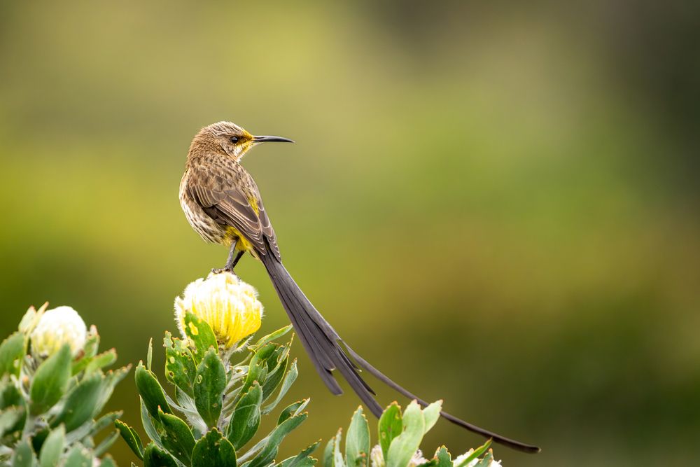 Birds