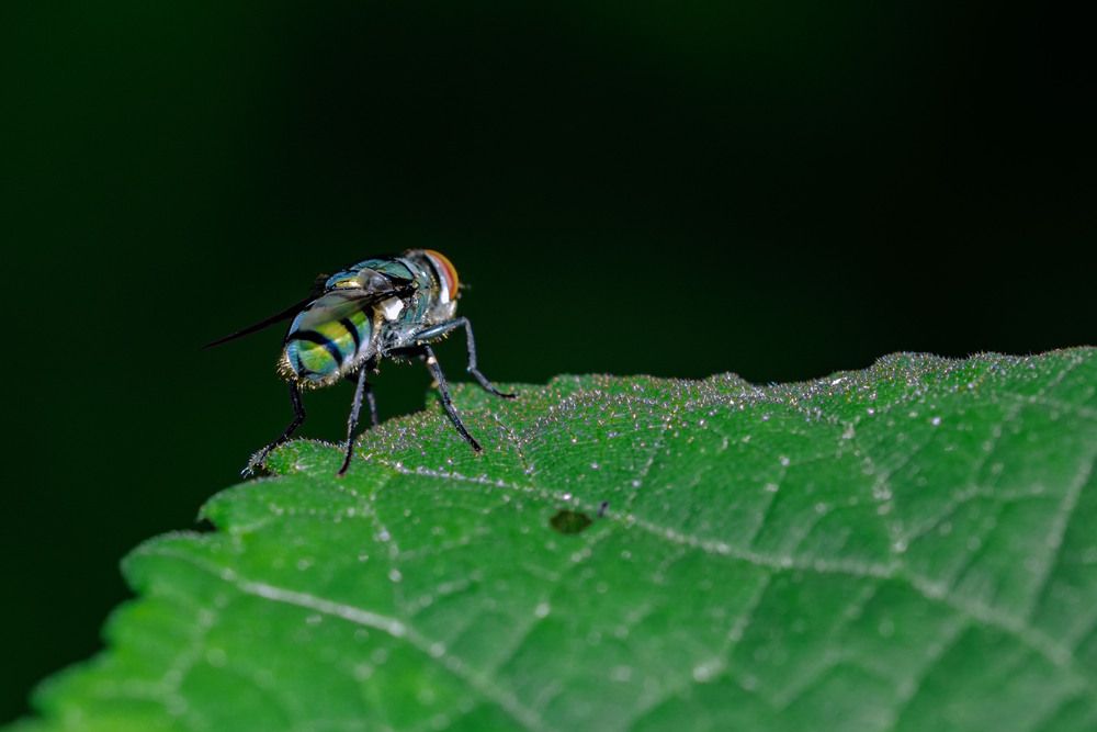 Natural life