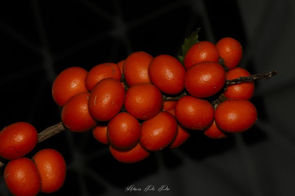 Natural life