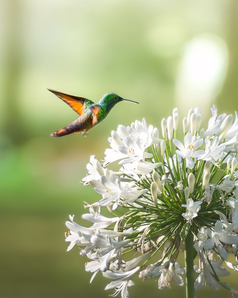 Colibri