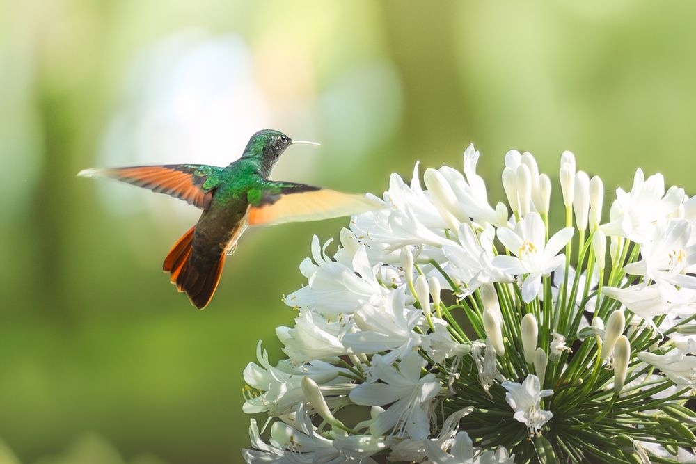 Colibri