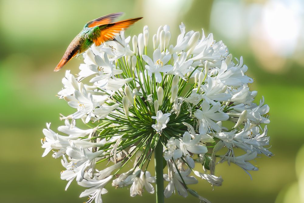 Colibri