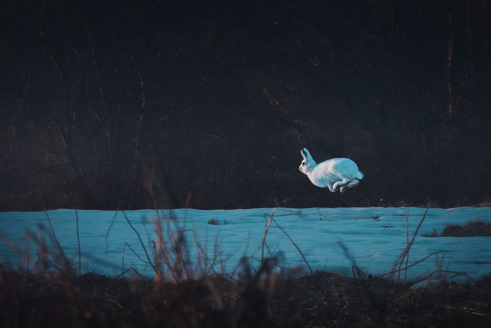 Photo 29949004