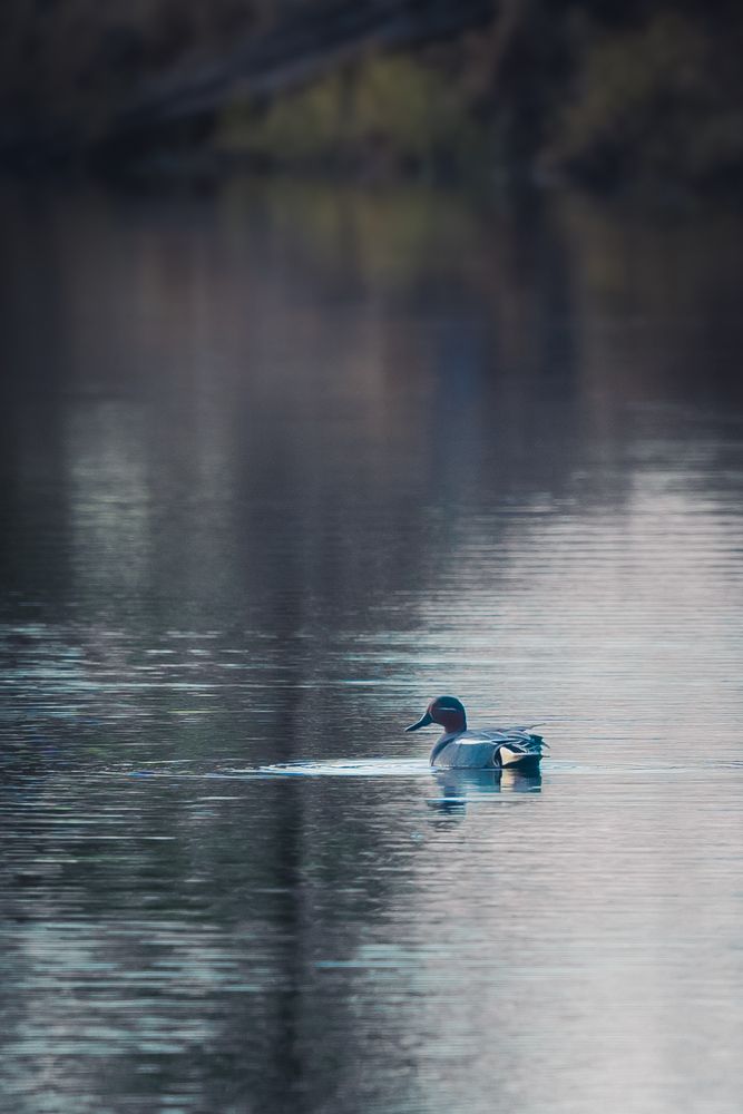 Photo 29949007
