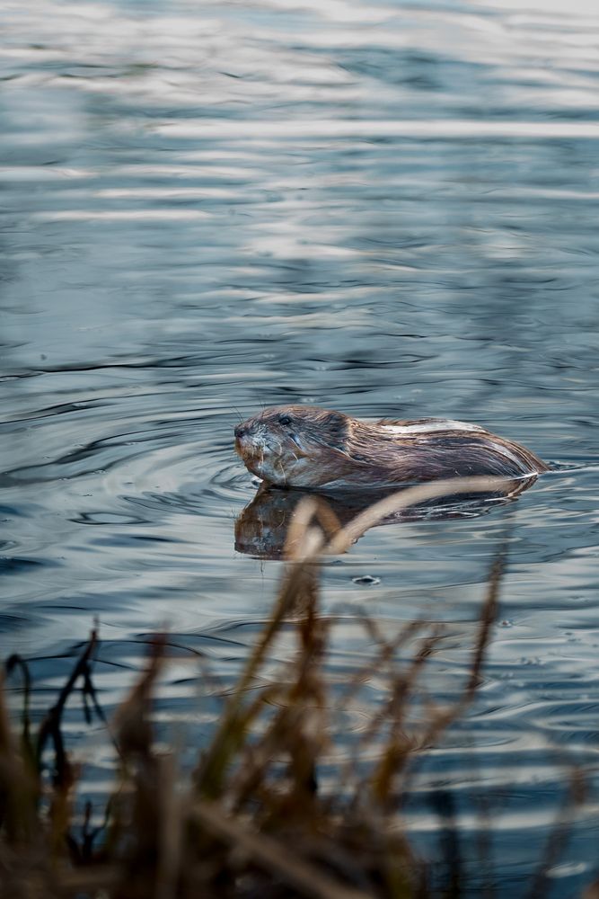 Photo 29949008