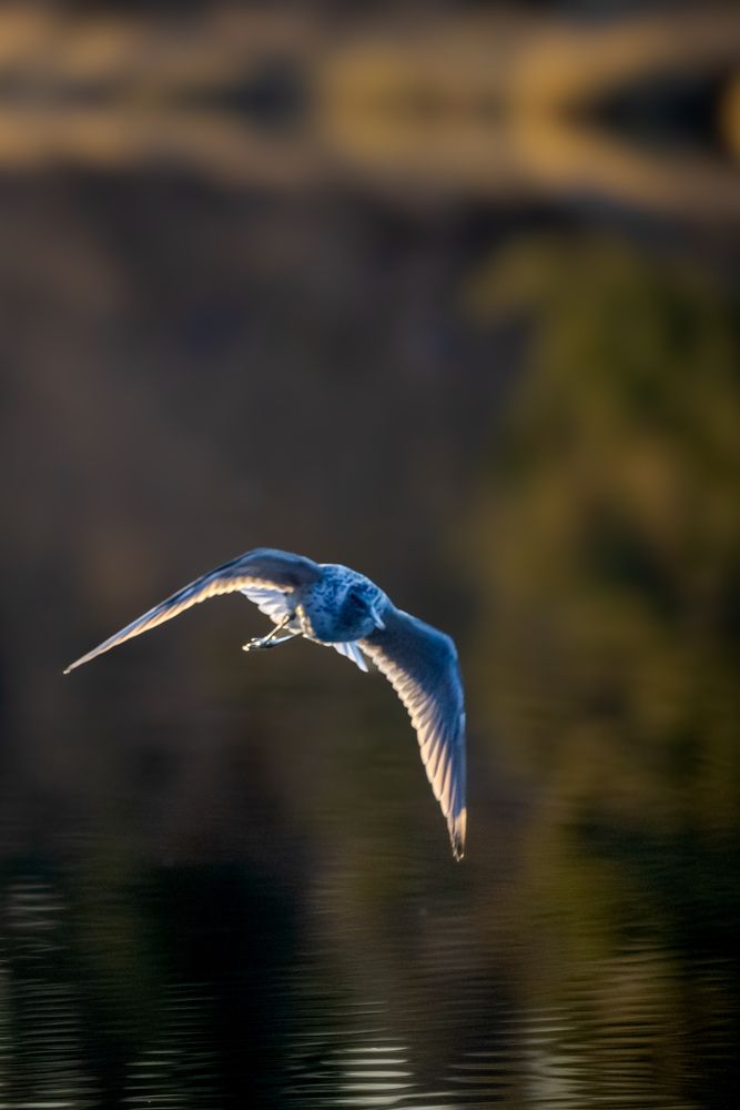 Photo 29949009