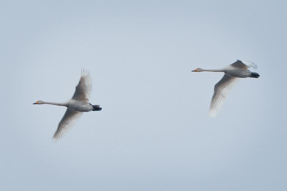 Photo 29949010