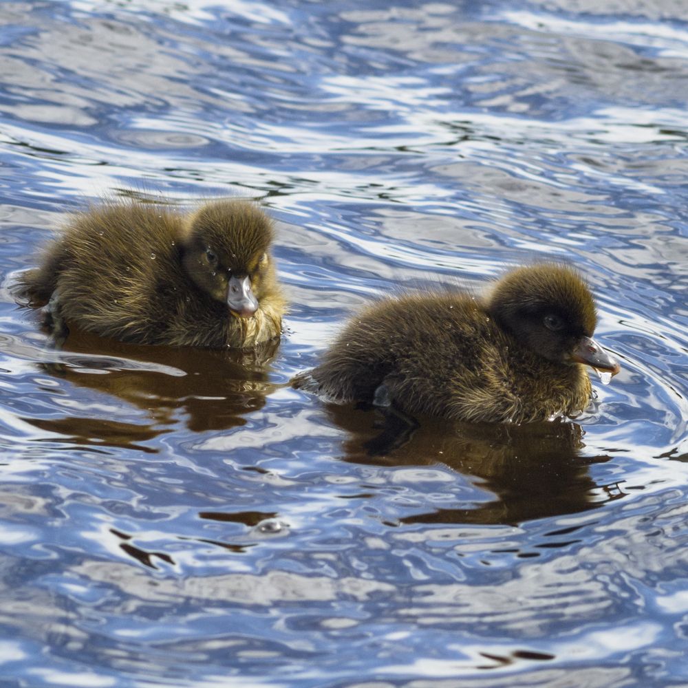 Photo 29949455