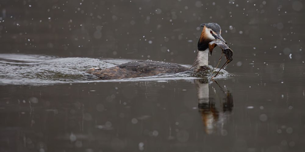 Photo 29949589