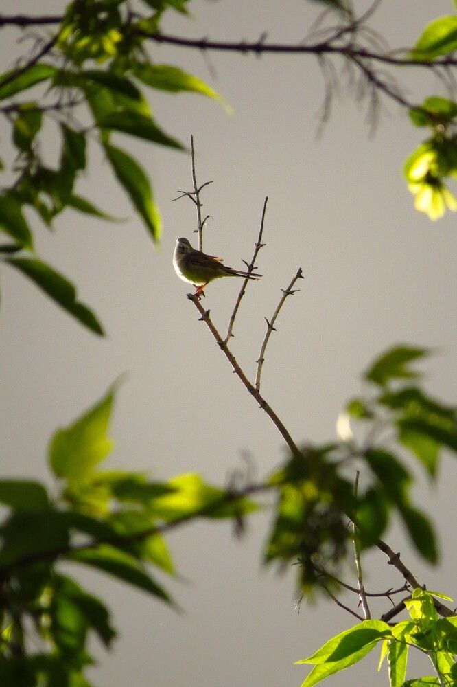Photo 29949670