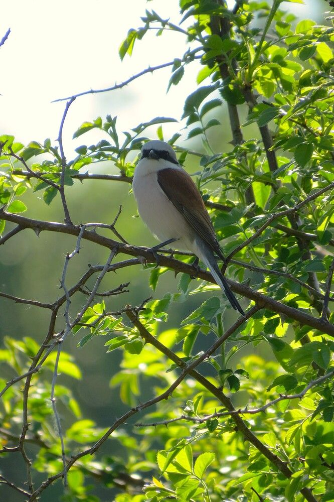 Photo 29949672