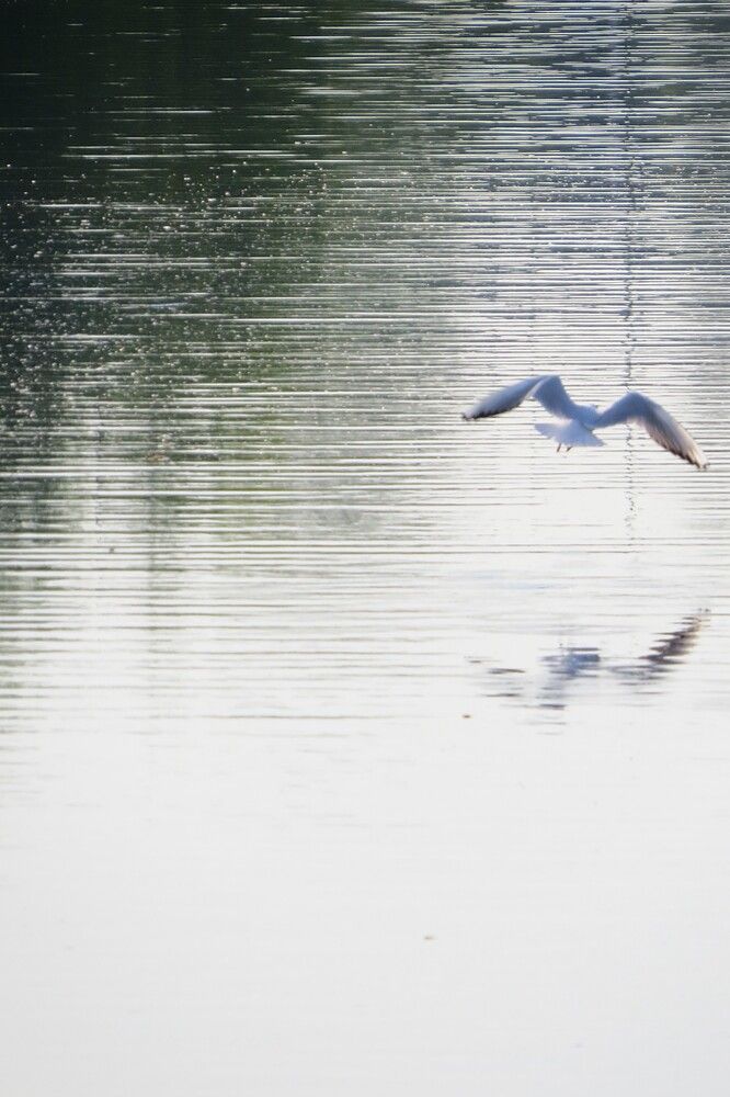 Photo 29949675