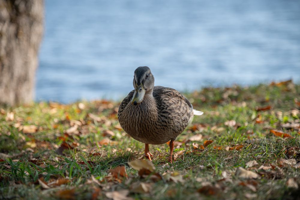 Photo 29949748