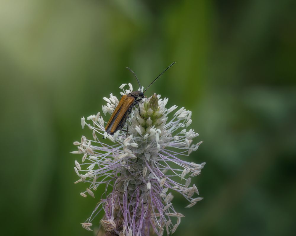 Photo 29949752