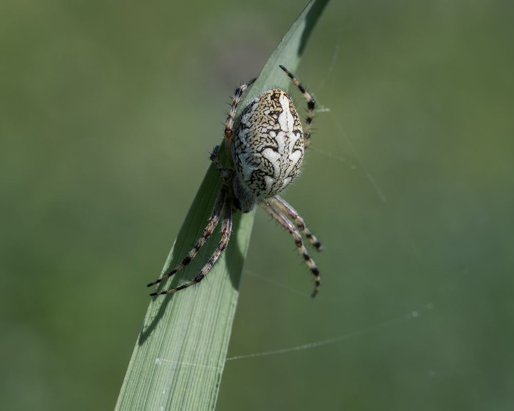 Photo 29949757