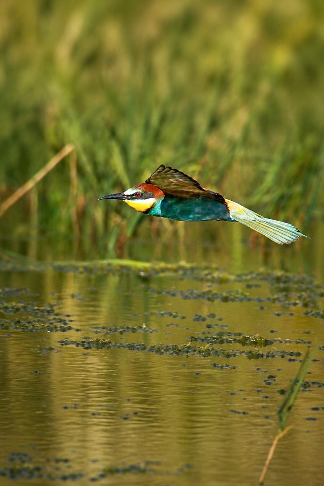 Wildlife photographie in algeria