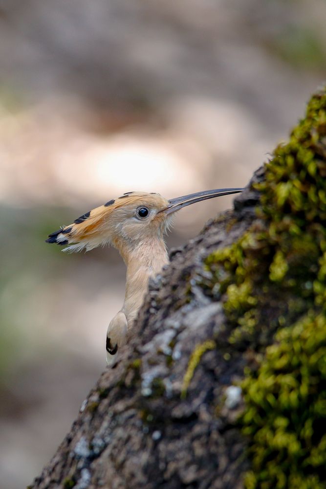 Wildlife photographie in algeria
