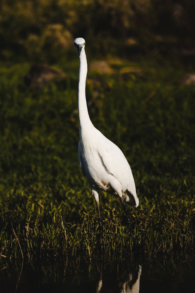 Wildlife photographie in algeria