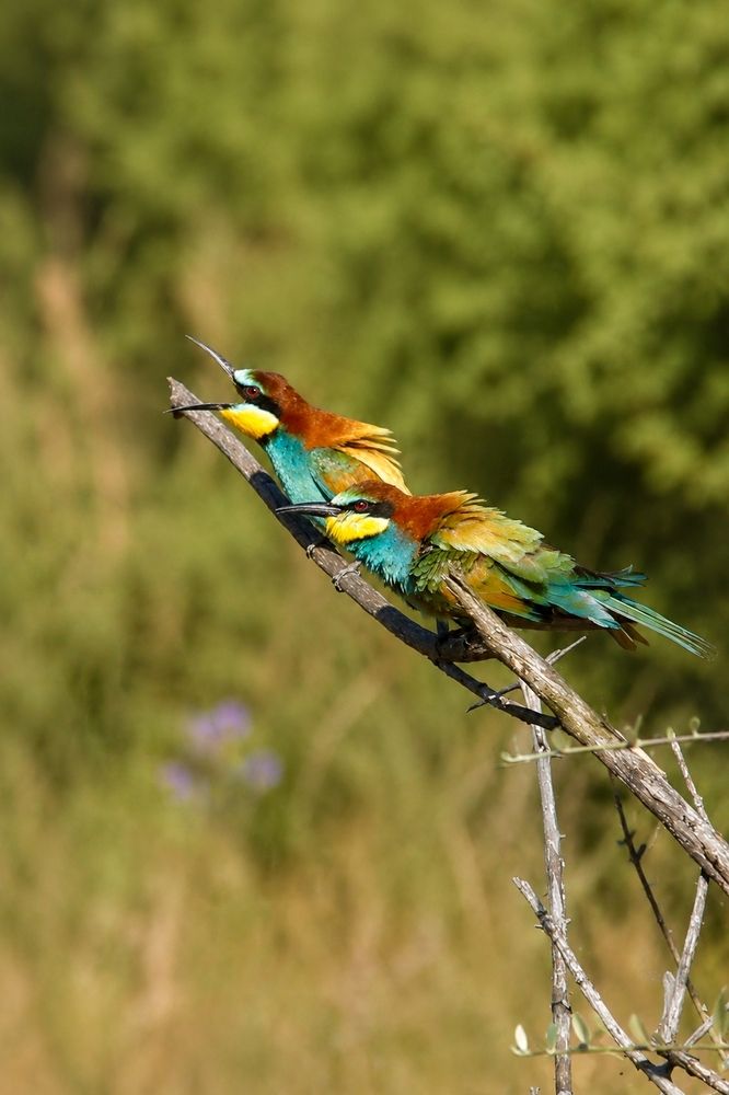 Wildlife photographie in algeria