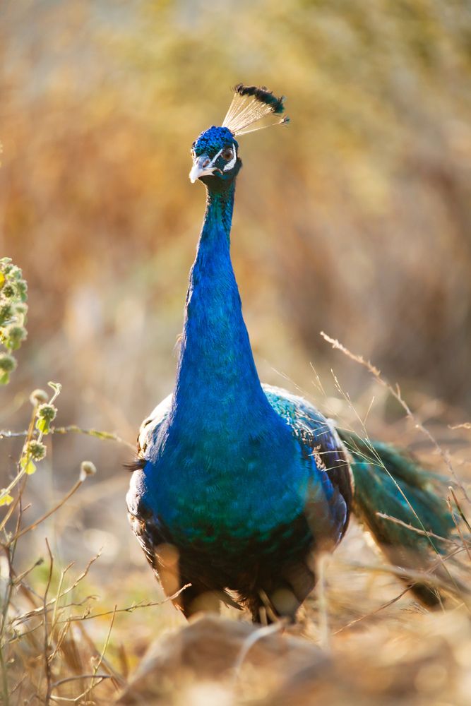 Wildlife photographie in algeria