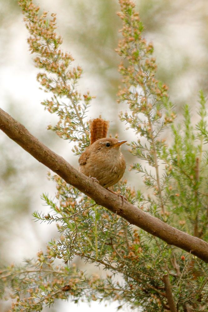 Wildlife photographie in algeria