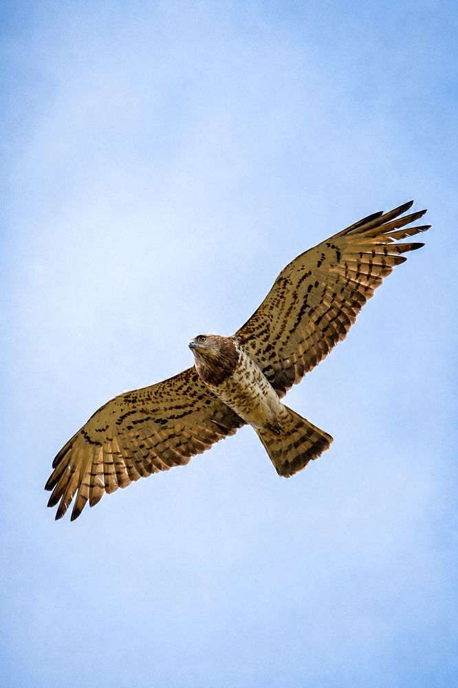 Wildlife photographie in algeria