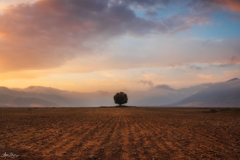 Lonely in The Field