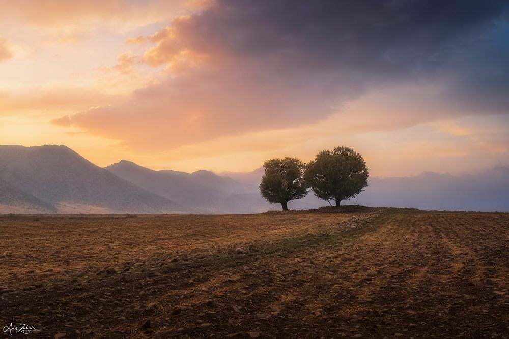 Lonely in The Field