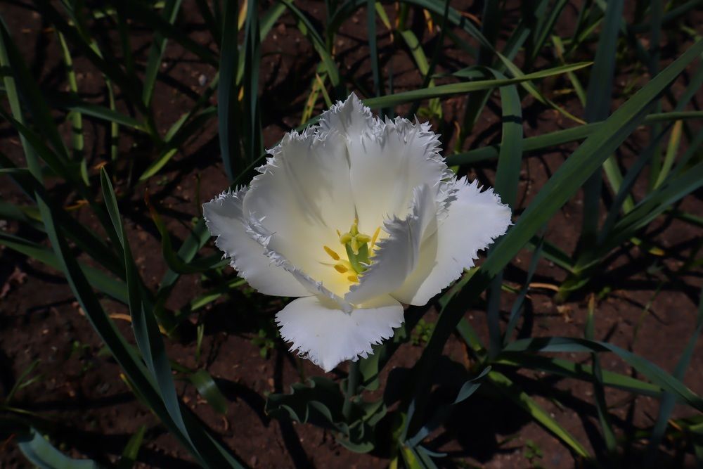 Photo 29950510