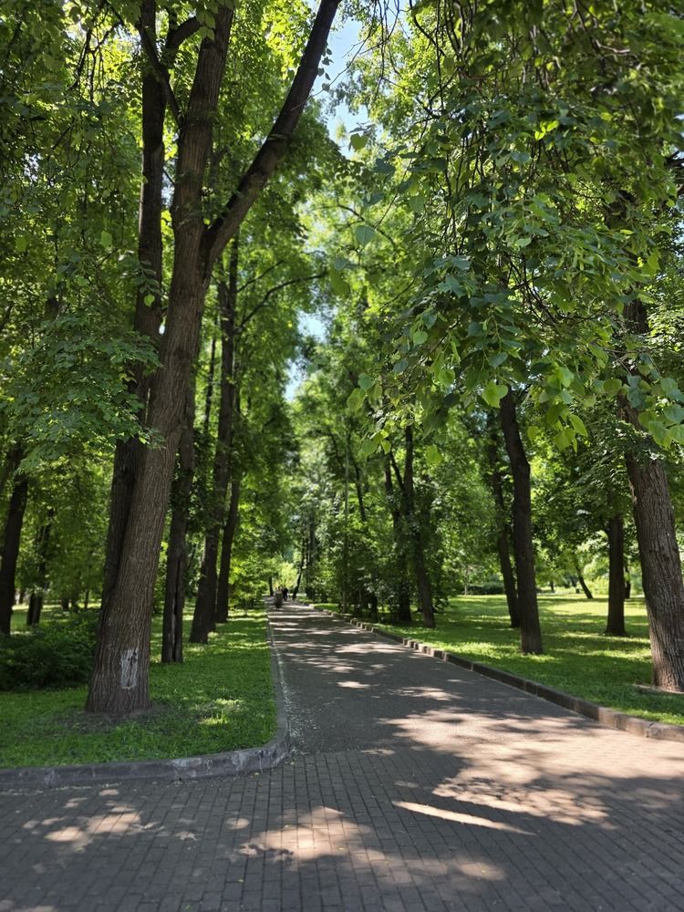 Акация. Сирень