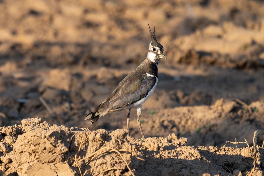 Vanellus