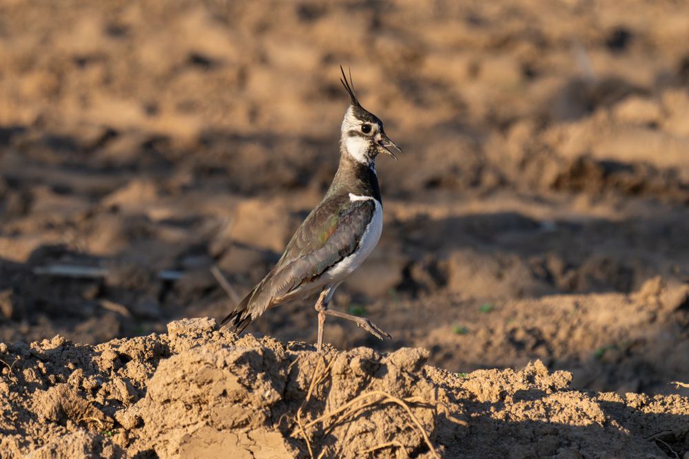 Vanellus