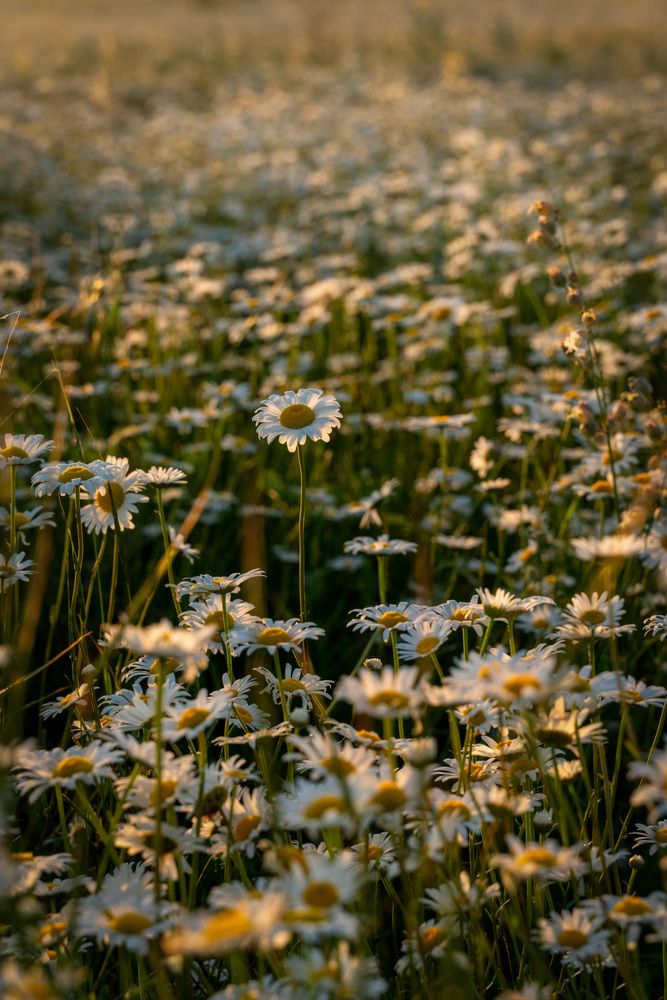 Photo 29950839
