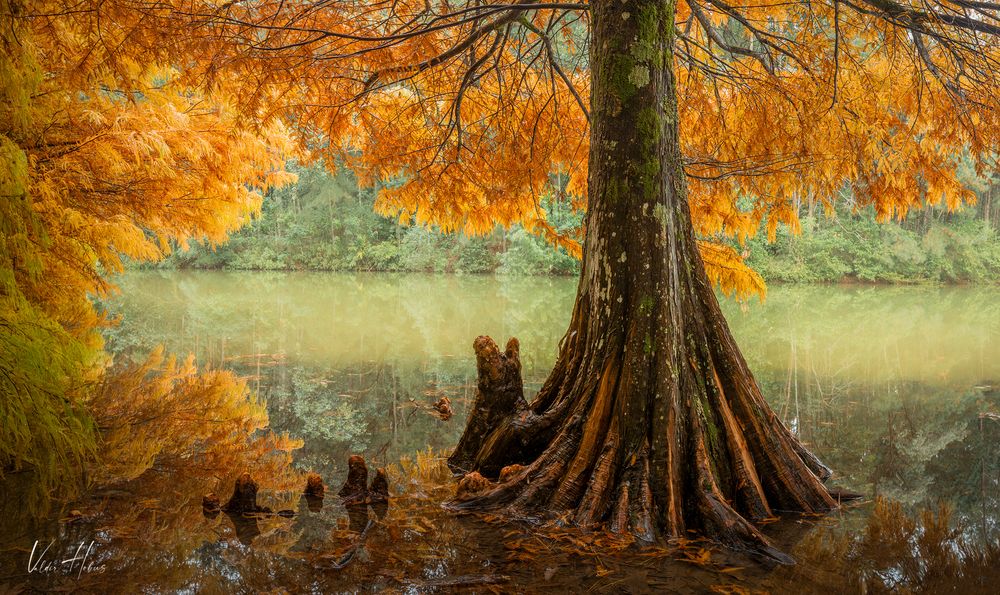 Autumn