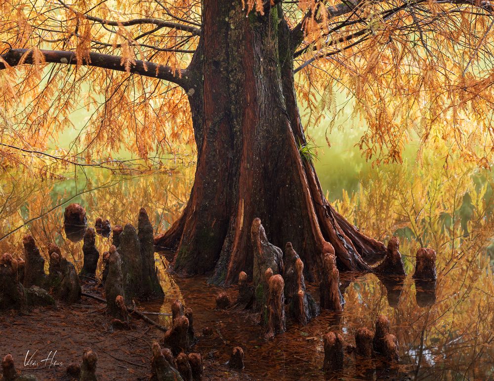 Autumn