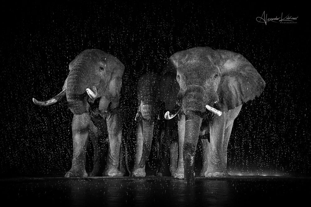 Истории ночной саванны...