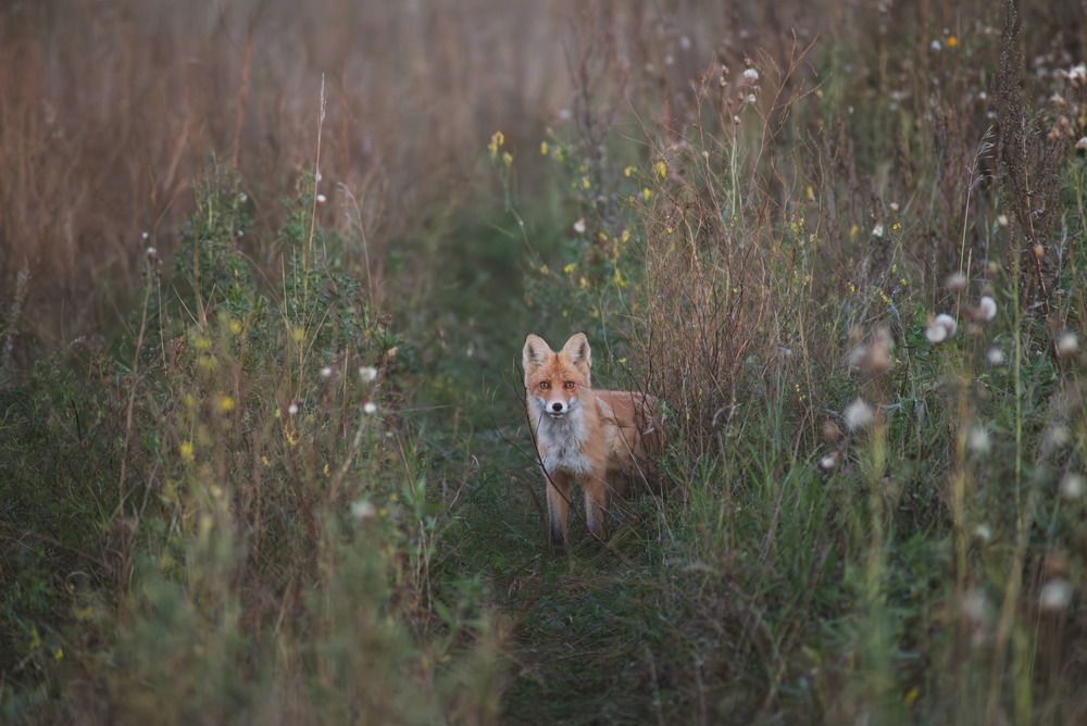 Photo 29951427