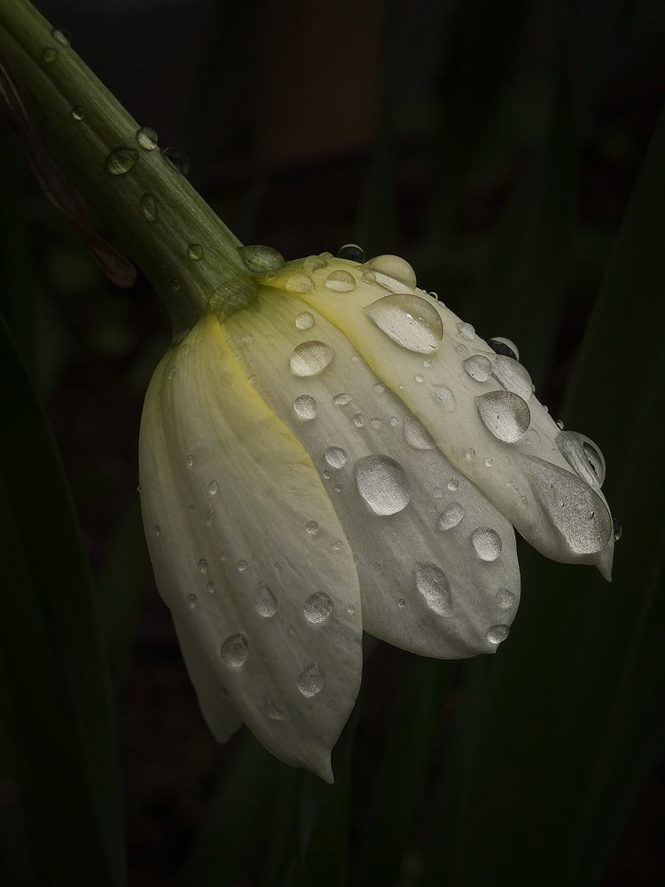 Photo 29951651