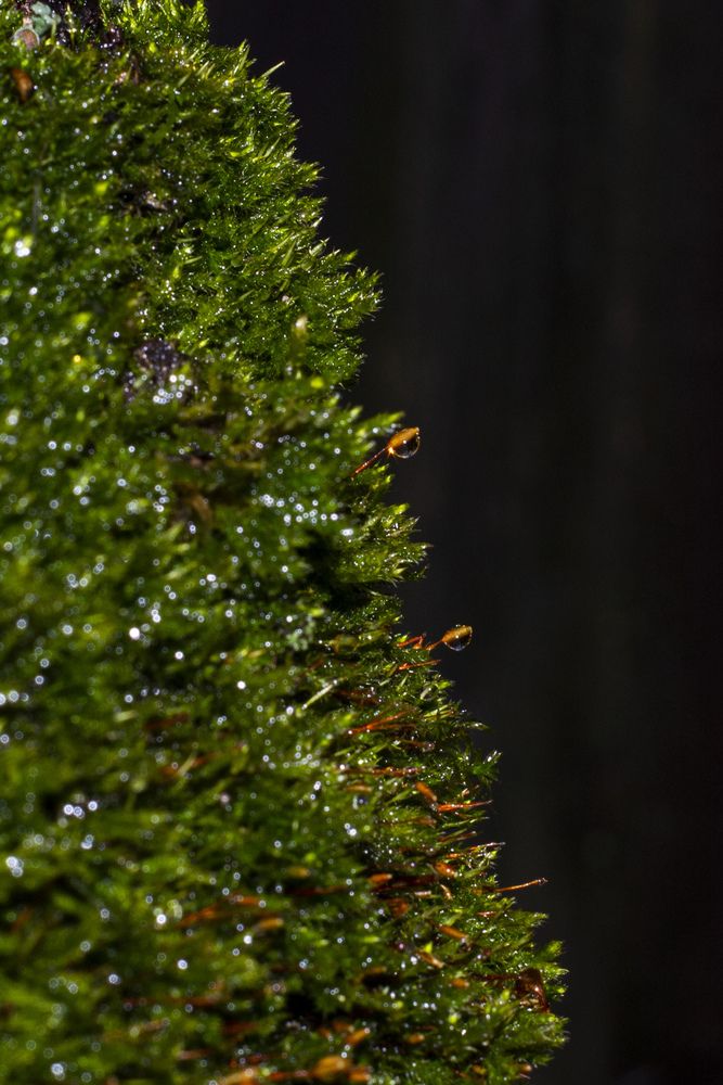 Photo 29951937
