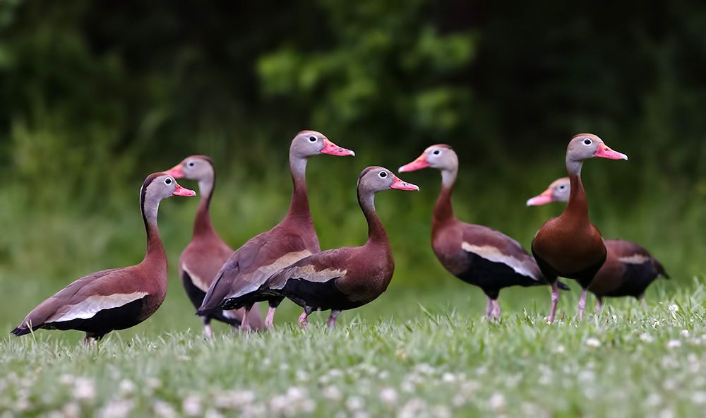Black-Bellied Whistling Duck - Чернобрюхая свистящая Утка